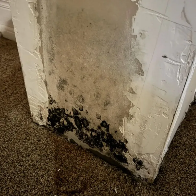 Professional Mold Removal in Stafford, CT